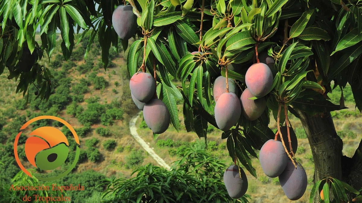 MANGO TEMPORADA|IMG_9315